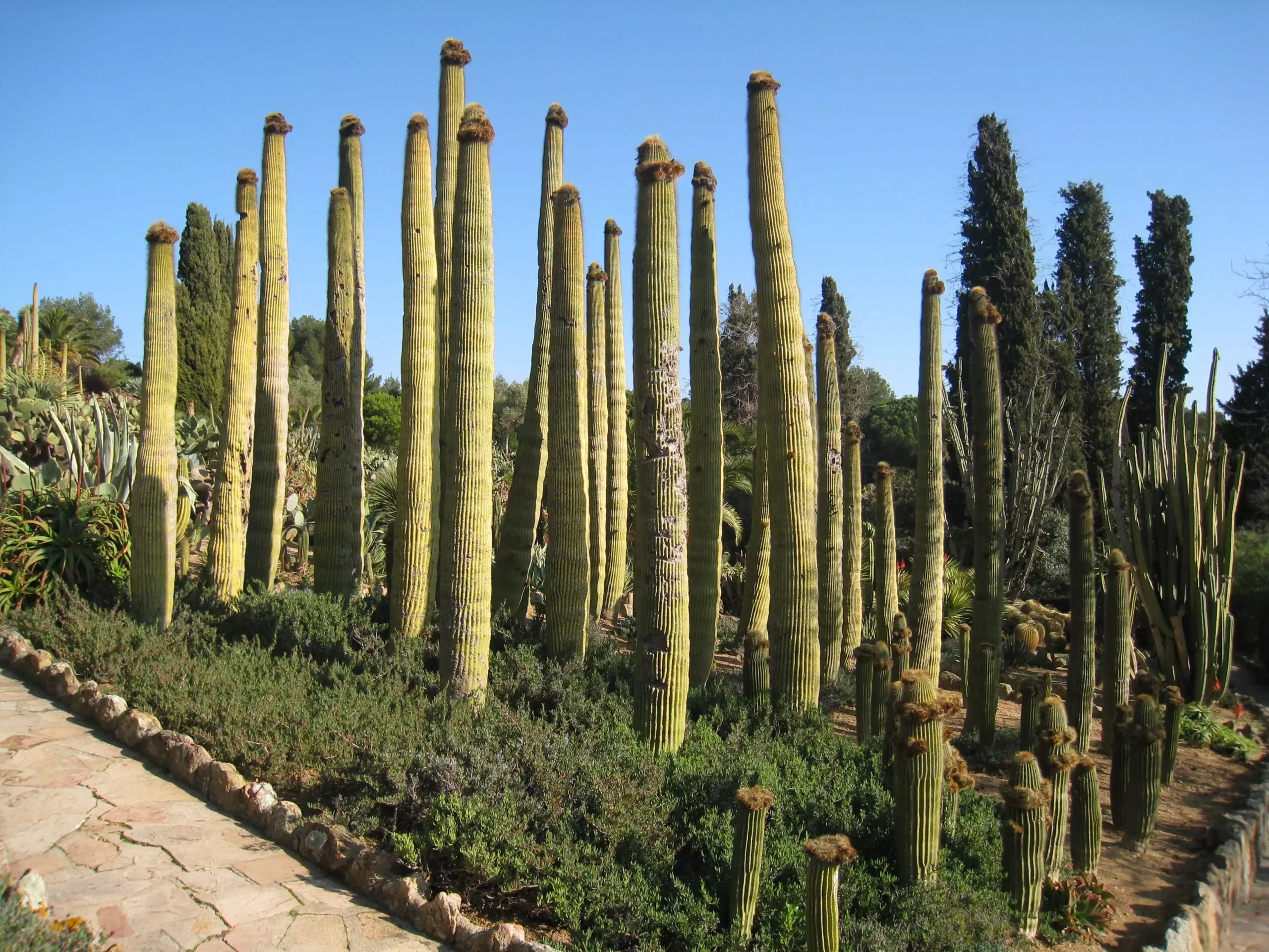 Jardín Botánico Pinya de Rosa​